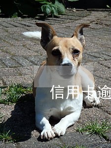 信用卡逾期平安普惠贷款吗 信用卡逾期平安普惠贷款吗