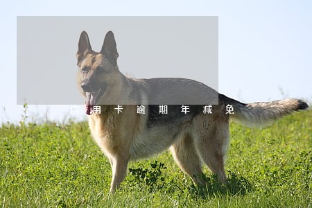 信用卡逾期年减免