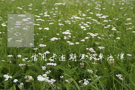 信用卡逾期年利率法律 信用卡逾期年利率法律