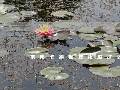 信用卡逾期年化超过24