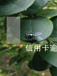 信用卡逾期年底了2020年 信用卡逾期年底了2020年