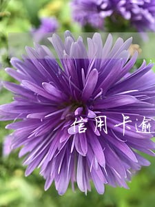 信用卡逾期并未上征信