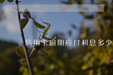 信用卡逾期应付利息多少合适 信用卡逾期应付利息多少合适