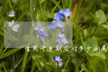 信用卡逾期应付多少利息 信用卡逾期应付多少利息