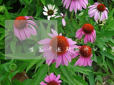 信用卡逾期应诉口头答辩