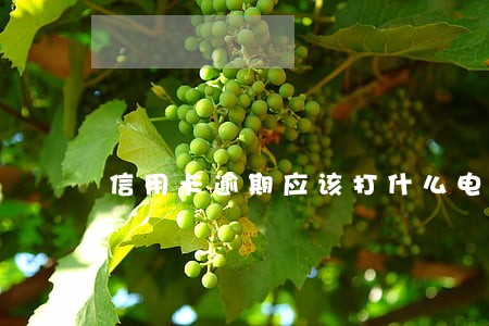 信用卡逾期应该打什么电话 信用卡逾期应该打什么电话