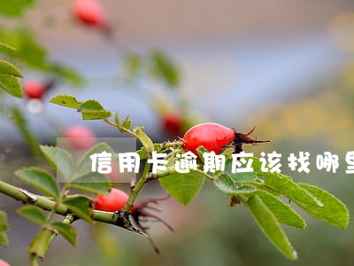 信用卡逾期应该找哪里协商分期 信用卡逾期应该找哪里协商分期