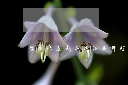 信用卡逾期应该注意哪些事项 信用卡逾期应该注意哪些事项