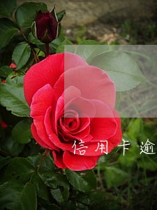 信用卡逾期应该要提交证明