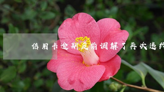 信用卡逾期庭前调解了再次违约 信用卡逾期庭前调解了再次违约