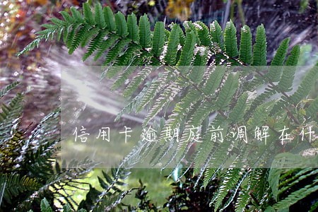 信用卡逾期庭前调解在什么时候 信用卡逾期庭前调解在什么时候