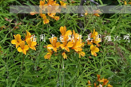 信用卡逾期开具困难证明 信用卡逾期开具困难证明