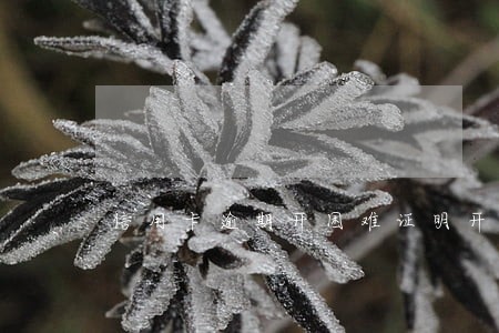 信用卡逾期开困难证明开不了 信用卡逾期开困难证明开不了