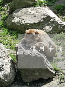 信用卡逾期开对公账户有影响吗