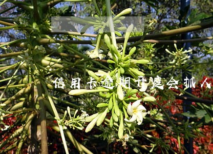 信用卡逾期开庭会抓人 信用卡逾期开庭会抓人