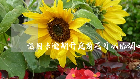 信用卡逾期开庭前还可以协调吗
