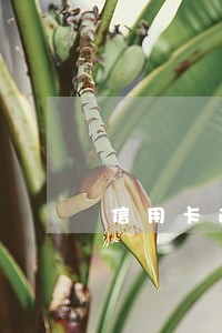 信用卡逾期开庭后还钱 信用卡逾期开庭后还钱