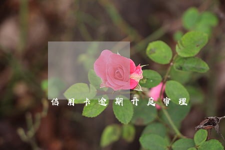 信用卡逾期开庭审理