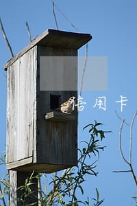 信用卡逾期开庭要请律师吗 信用卡逾期开庭要请律师吗