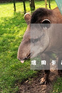 信用卡逾期开庭还不起怎么办 信用卡逾期开庭还不起怎么办