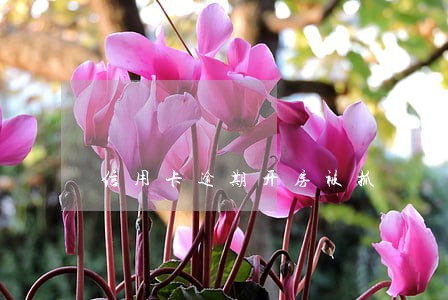 信用卡逾期开房被抓 信用卡逾期开房被抓