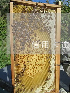 信用卡逾期开贫困证明有用么 信用卡逾期开贫困证明有用么