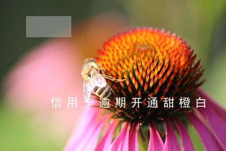 信用卡逾期开通甜橙白 信用卡逾期开通甜橙白