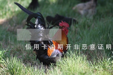 信用卡逾期开非恶意证明怎么开