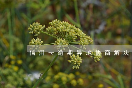 信用卡逾期异地协商解决方案 信用卡逾期异地协商解决方案