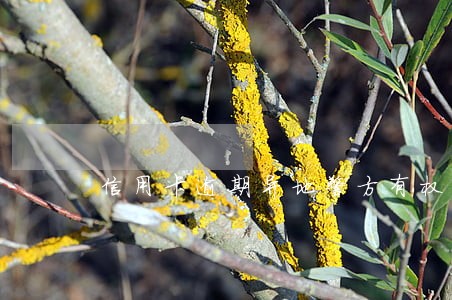 信用卡逾期异地警方有权利抓捕吗