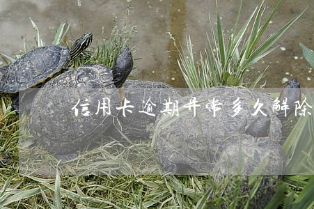 信用卡逾期异常多久解除