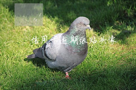 信用卡逾期张贴头像