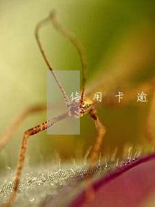 信用卡逾期强制停卡怎么处理 信用卡逾期强制停卡怎么处理
