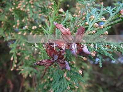 信用卡逾期强制划扣规则 信用卡逾期强制划扣规则