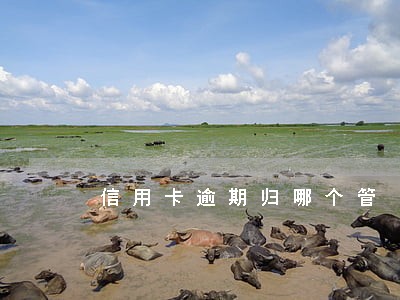 信用卡逾期归哪个管