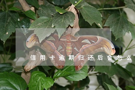 信用卡逾期归还后会怎么样 信用卡逾期归还后会怎么样
