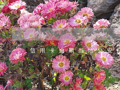 信用卡逾期当地公安打电话来 信用卡逾期当地公安打电话来
