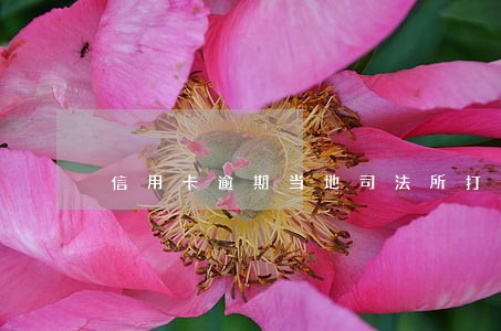 信用卡逾期当地司法所打电话来 信用卡逾期当地司法所打电话来