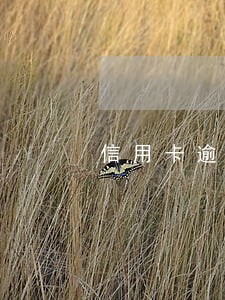 信用卡逾期当天就会打电话吗 信用卡逾期当天就会打电话吗