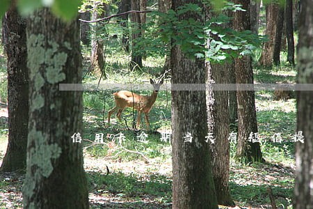 信用卡逾期当天有短信提醒吗 信用卡逾期当天有短信提醒吗