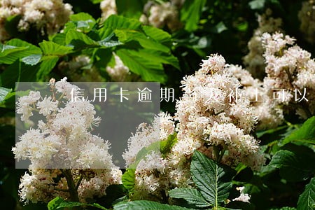 信用卡逾期当天补上可以吗 信用卡逾期当天补上可以吗