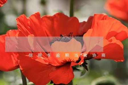信用卡逾期当面协商