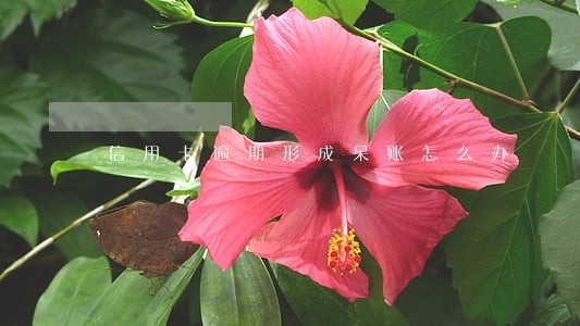 信用卡逾期形成呆账怎么办 信用卡逾期形成呆账怎么办