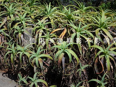 信用卡逾期影不影响入党