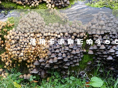 信用卡逾期影响360借款吗 信用卡逾期影响360借款吗