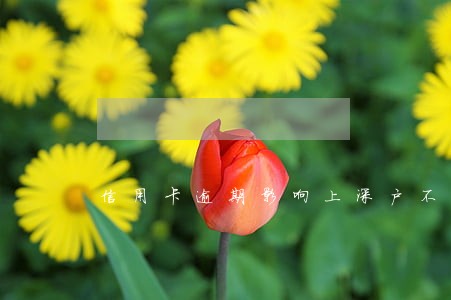 信用卡逾期影响上深户不 信用卡逾期影响上深户不