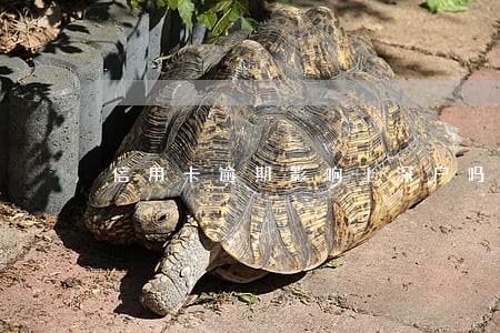 信用卡逾期影响上深户吗 信用卡逾期影响上深户吗