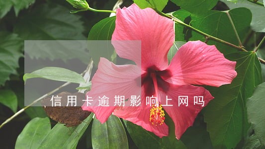 信用卡逾期影响上网吗