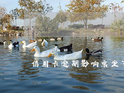 信用卡逾期影响乘坐飞机 信用卡逾期影响乘坐飞机