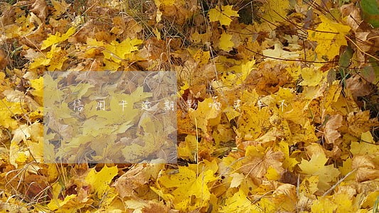 信用卡逾期影响买车不 信用卡逾期影响买车不